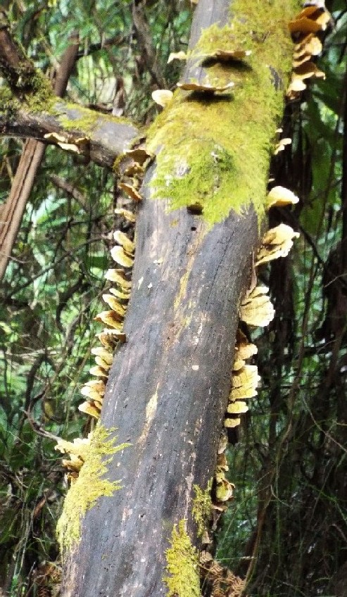 Funghi australiani: Trametes hirsutum e Agrocybe cilindracea